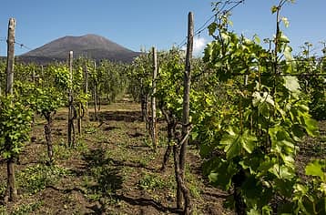 Wine Tours on the Amalfi Coast and Mt. Vesuvius