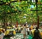 Dining Under a Canopy of Lemons