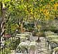 Dining Under a Canopy of Lemons