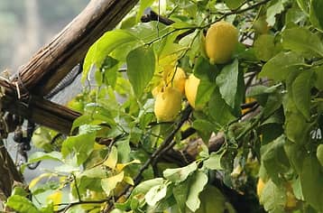 The Path of the Lemons