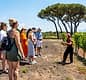 Organic "Superior" Wine Tasting with Lunch on Vesuvius