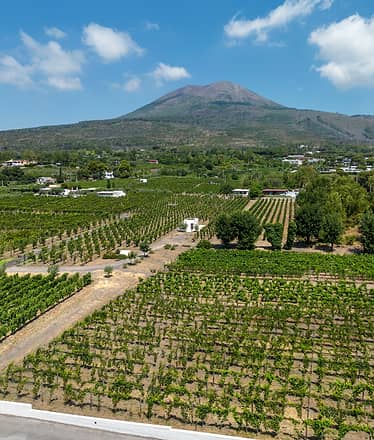 Organic "Superior" Wine Tasting with Lunch on Vesuvius