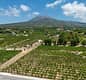 Organic "Superior" Wine Tasting with Lunch on Vesuvius