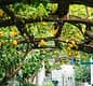 Sorrento Guided Walking Tour & Street Food Experience