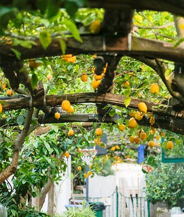 Sorrento Guided Walking Tour & Street Food Experience