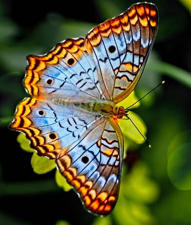 Giro dell'Isola - TEST Titolo*