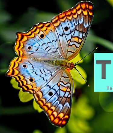 Giro dell'Isola - TEST Titolo*