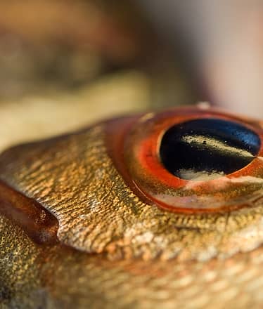 Dinner Experience by Boat in Nerano or Amalfi