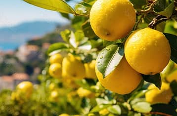 Fifty Shades of Lemon private tour