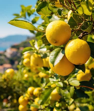 Fifty Shades of Lemon private tour