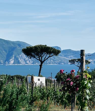 Private Lunch “At the Winemaker’s Home” at Cantina del Vesuvio: taste and tradition among the vineyards of Mount Vesuvius