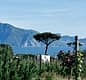 Private Lunch “At the Winemaker’s Home” at Cantina del Vesuvio: taste and tradition among the vineyards of Mount Vesuvius