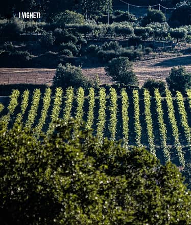 Paestum e Cilento in un giorno, tour all inclusive!