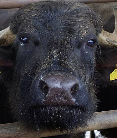 Paestum e Cilento in un giorno, tour all inclusive!