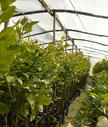 Lemon Nursery & Limoncello: Sorrento E-Bike Tour