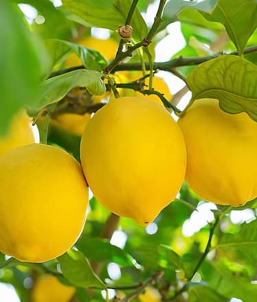 Lemon Nursery & Limoncello: Sorrento E-Bike Tour