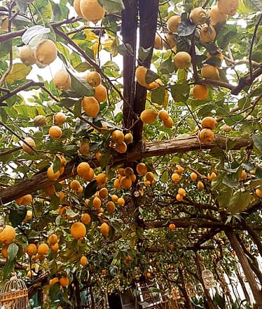 Sorrento Coast E-Bike Tour and Visit at Vinegar Cellar