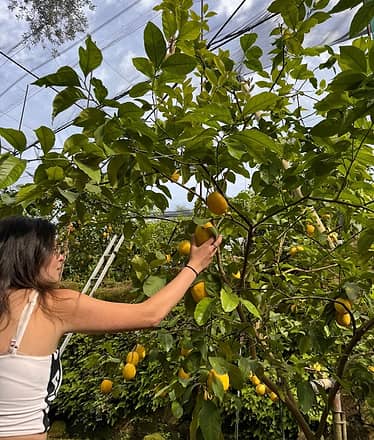 Nonno Mario Lemon Tour with Tasting