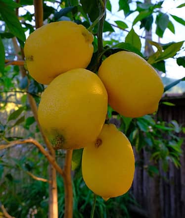 Nonno Mario Lemon Tour with Tasting