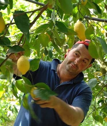 Nonno Mario Lemon Tour with Tasting