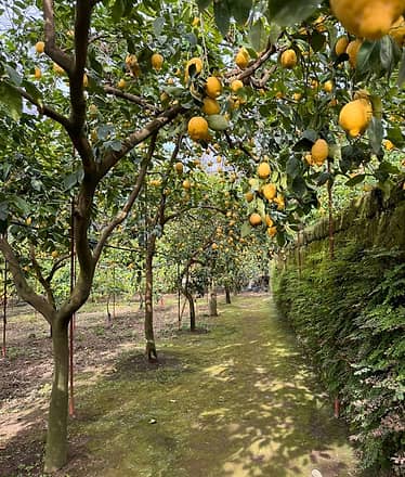 Nonna Concettina Lemon Tour con Aperitivo