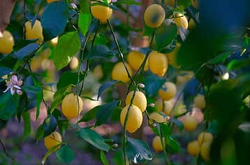 Nonna Concettina Lemon Tour con Aperitivo