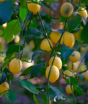 Nonna Concettina Lemon Tour con Aperitivo