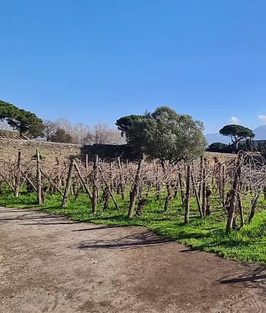 Pompei e degustazione di vini del Vesuvio: il tour perfetto tra storia e vigneti