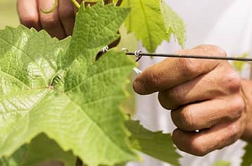 Pompei e degustazione di vini del Vesuvio: il tour perfetto tra storia e vigneti