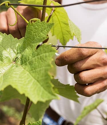 Pompei e degustazione di vini del Vesuvio: il tour perfetto tra storia e vigneti