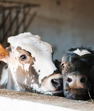 Sorrento: Farm-to-Table Pizza and Cheese-Making Class