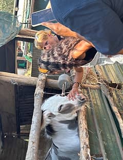 Sorrento: Farm-to-Table Pizza and Cheese-Making Class