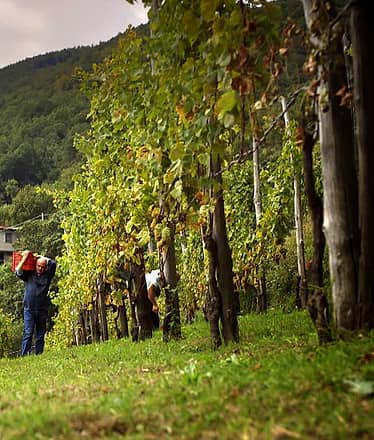 Tenuta di San Francesco, Tramonti - Wine Tour