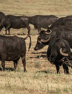 Buffalo Tour - Paestum 