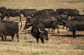 Buffalo Tour - Paestum 