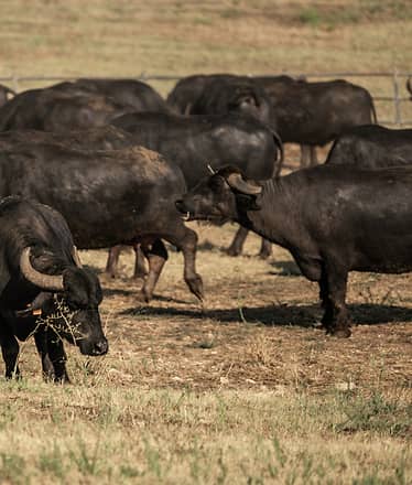 Buffalo Tour - Paestum 