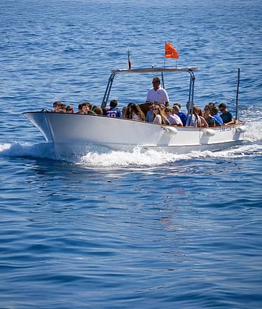 Island Tour + Blue Grotto Visit - Yellow Line