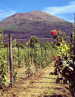 Tour di Pompei Scavi, cantina locale e degustazioni di vini e prodotti tipici locali.