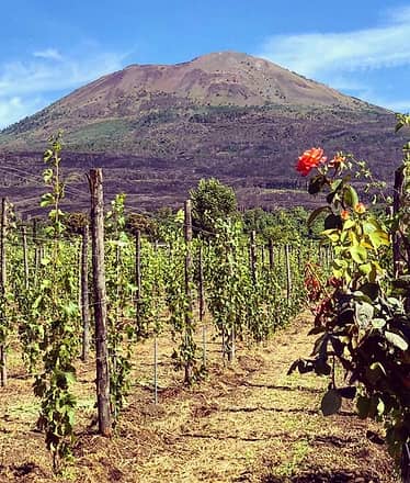 Tour di Pompei Scavi, cantina locale e degustazioni di vini e prodotti tipici locali.