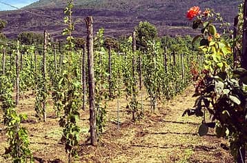 Pompeii ruins plus Wine and Food Tasting