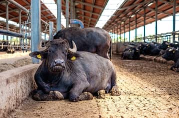 Paestum and Mozzarella Private Tour 