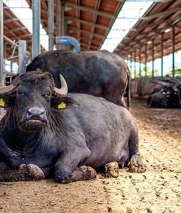 Paestum and Mozzarella Private Tour 