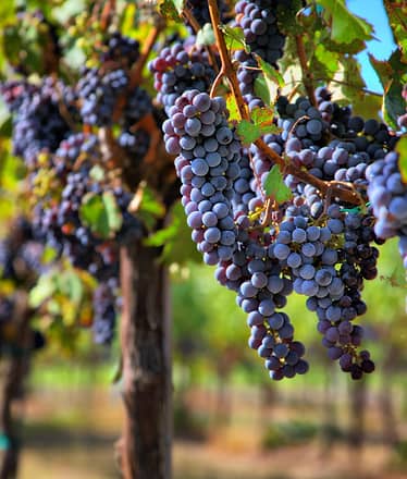 Private Tour of Pompeii and Mt. Vesuvius with wine tasting and light lunch