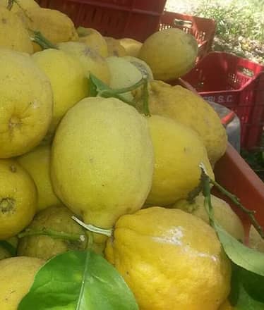 Farm Experience: Tour, Dinner, and Wine Tasting